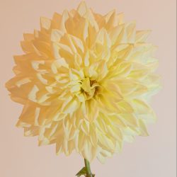 lichte geel room geel creme dahlia bio alvas supreme dinnerplate