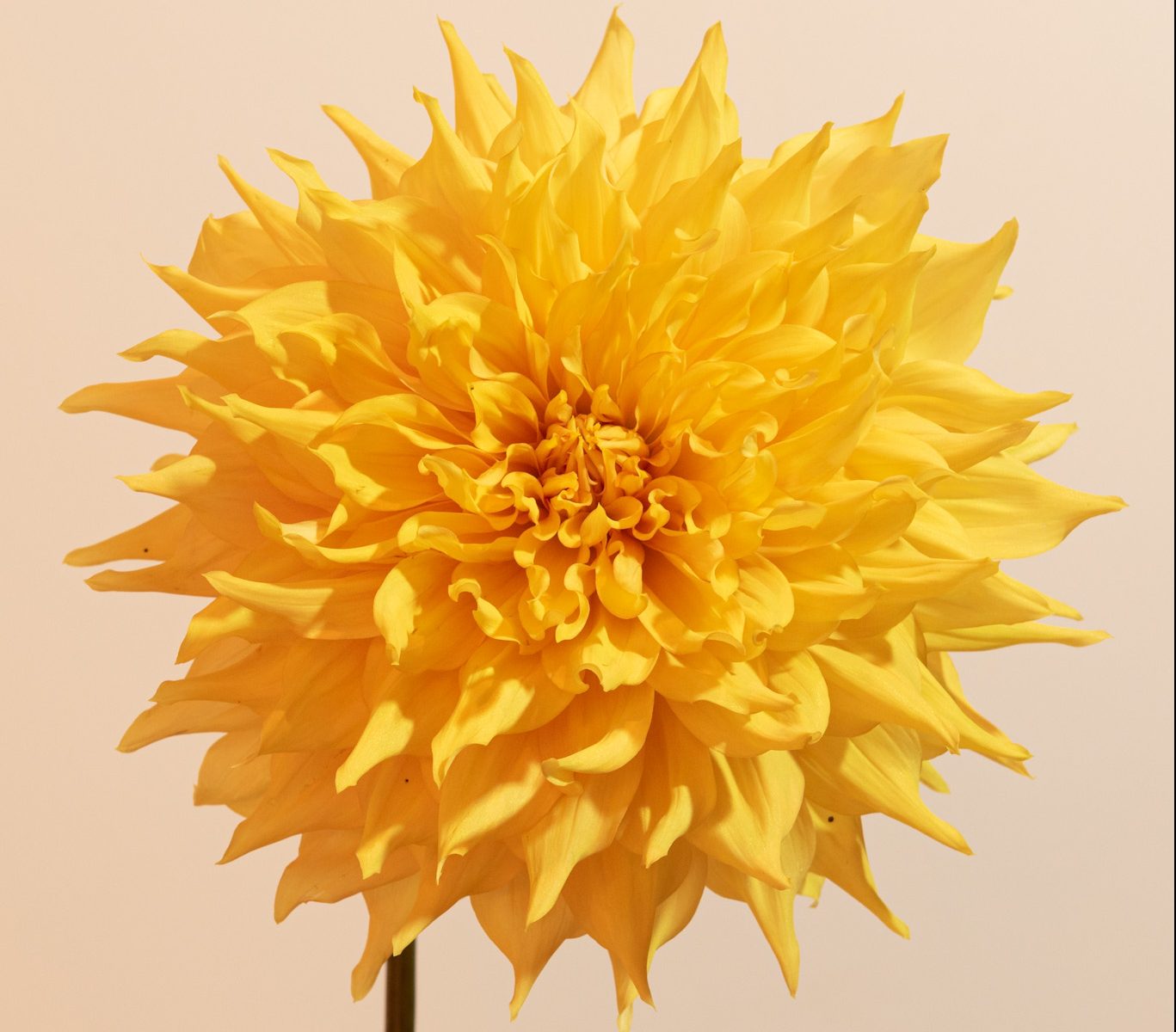 dinnerplate oranje geel brons bronze bio dahlia gevuld