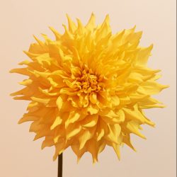 dinnerplate oranje geel brons bronze bio dahlia gevuld