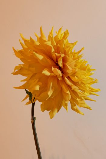 dinnerplate oranje geel brons bronze bio dahlia gevuld