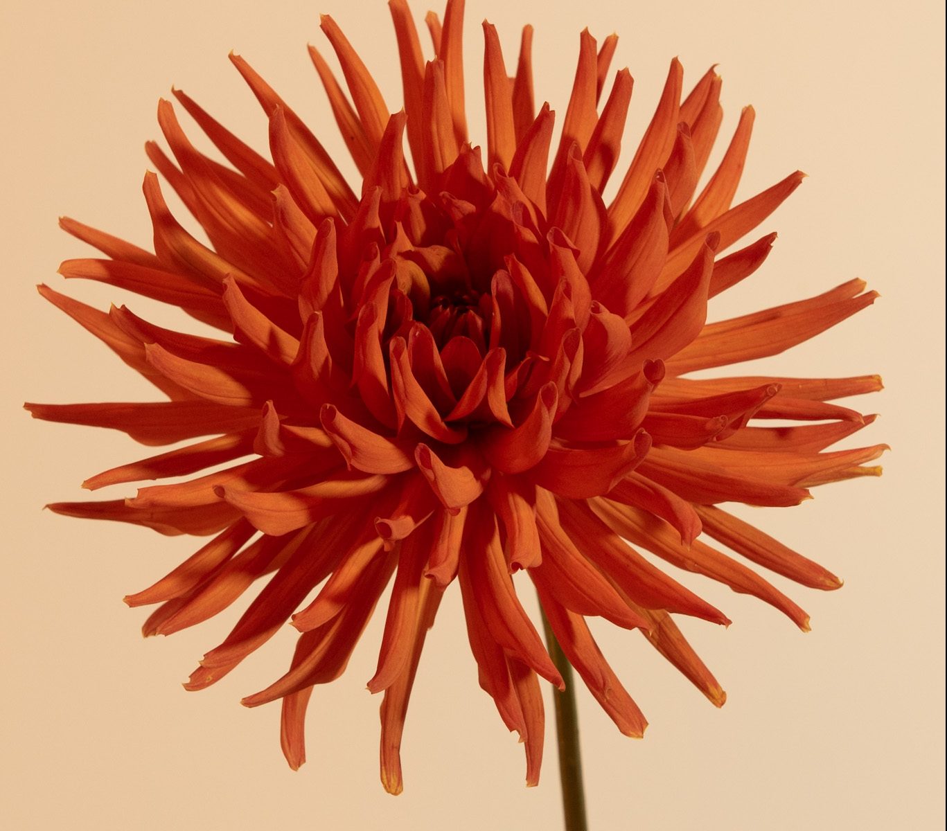 semi cactus oranje koper roest kleurig