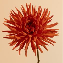 semi cactus oranje koper roest kleurig