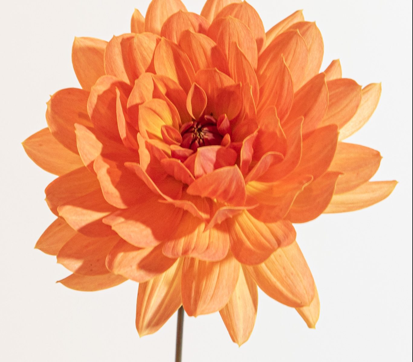 peach waterlelie oranje Dr. P.H. Riedl.