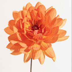 peach waterlelie oranje Dr. P.H. Riedl.