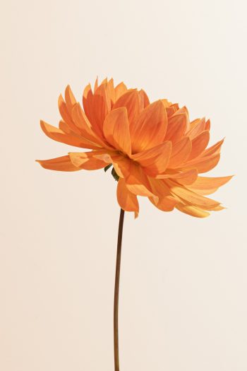peach waterlelie oranje Dr. P.H. Riedl.