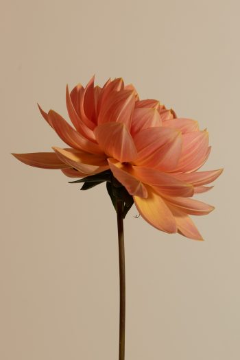 dahlia mister frans peach waterlily waterlelie oranje roze
