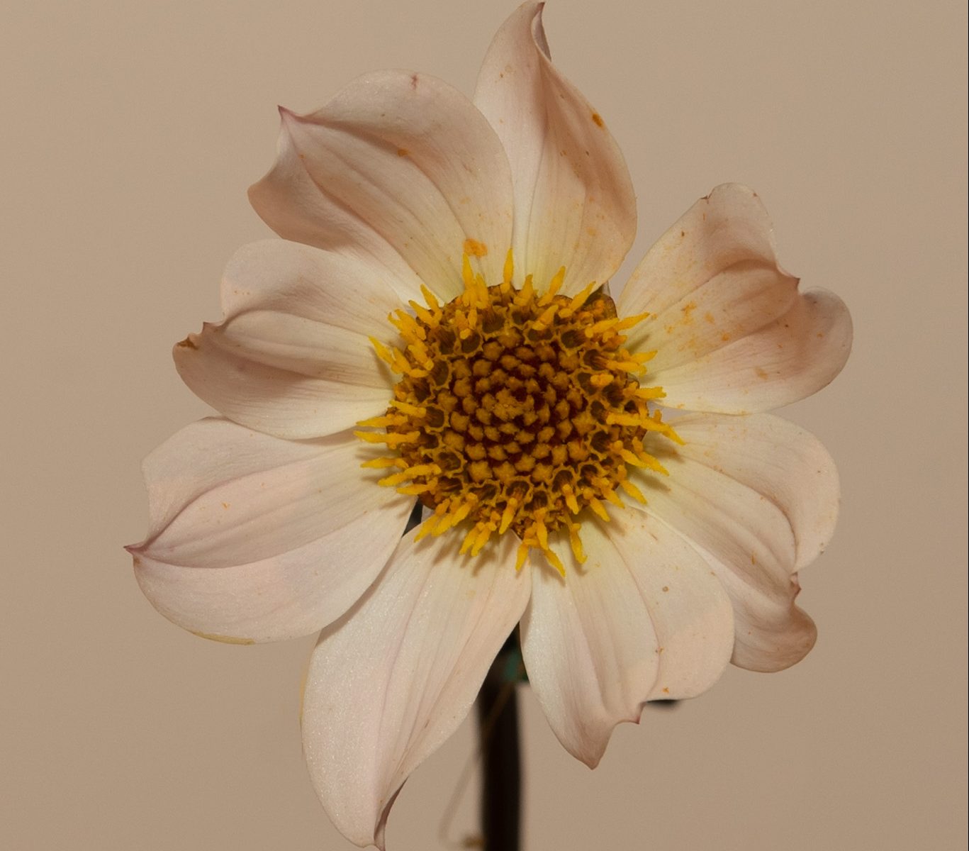 dahlia bio tuber happy single princess zwart blad donkergroen blad