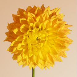mabel ann dahlia dinnerplate decoratief oranje geel bio snijbloem