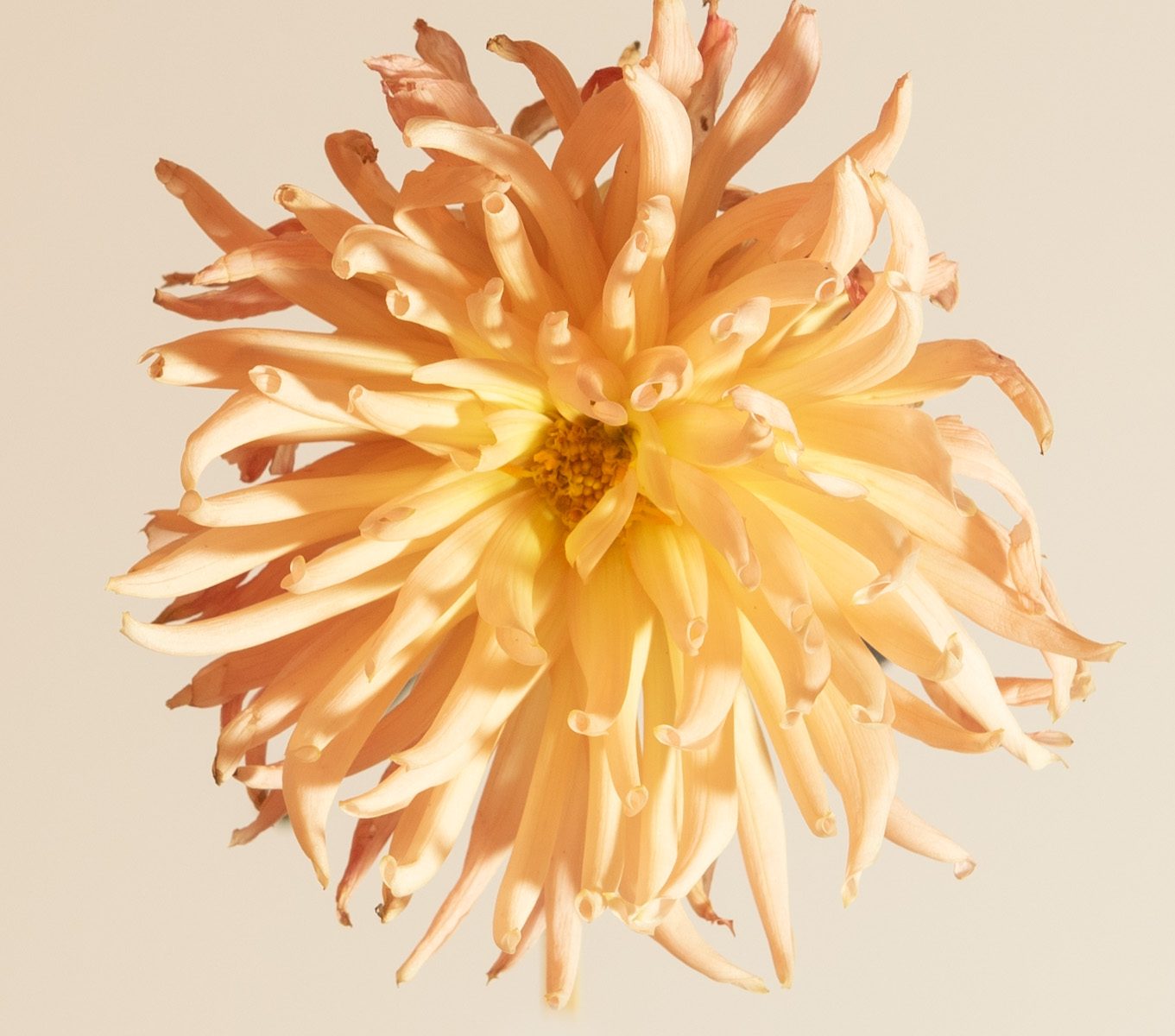 dahlia preference I peach geel cactus roze lichtroze oudroze