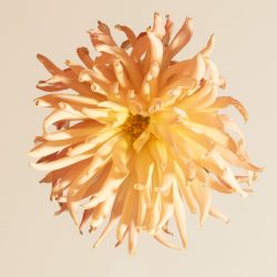 dahlia preference I peach geel cactus roze lichtroze oudroze