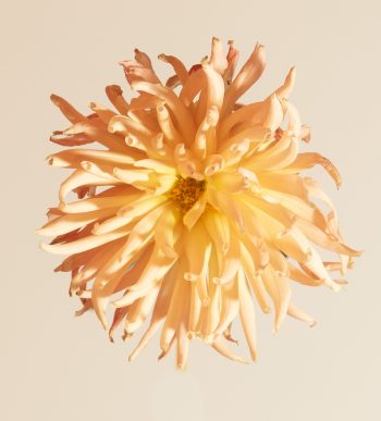 dahlia preference I peach geel cactus roze lichtroze oudroze