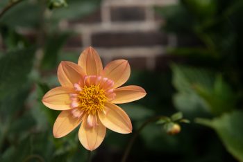 Kelsey annie joy collarette enkele zalm peach oranje geel bijen