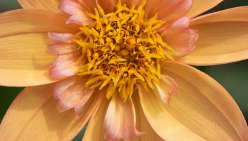 Kelsey annie joy collarette enkele zalm peach oranje geel bijen