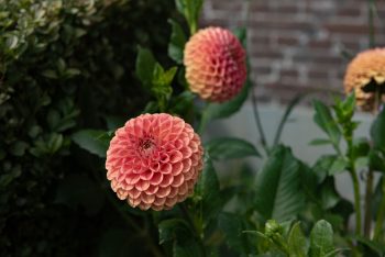 dahlia pompon oranje tangerine