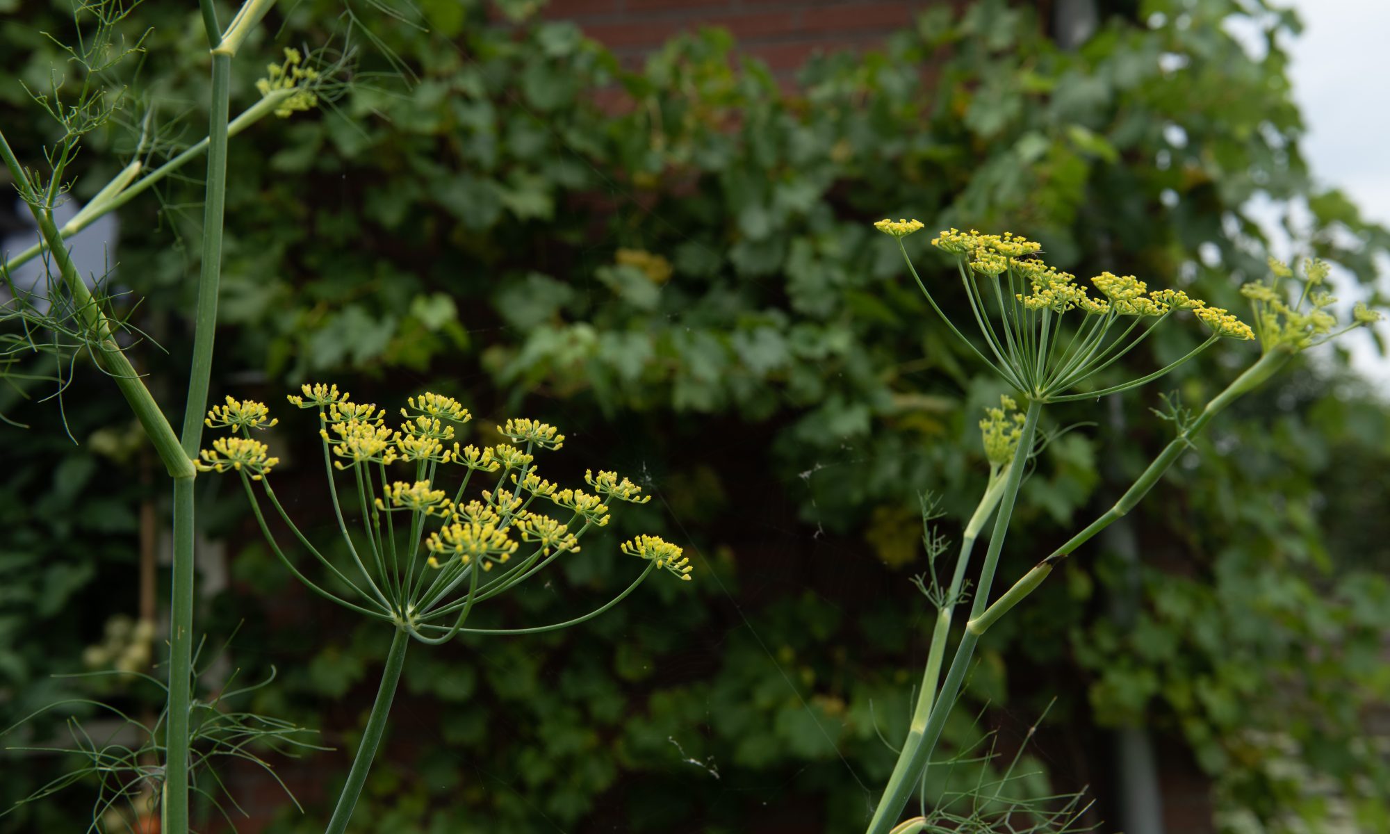 anethum graveolens pluktuin dille schermbloemig