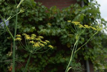 anethum graveolens pluktuin dille schermbloemig