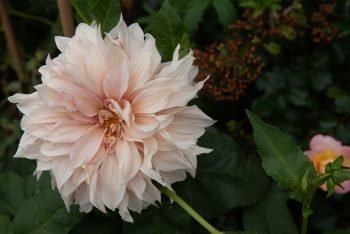 dahlia dinnerplate creme lichtroze koffiekleur