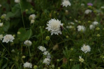 duifkruid scabiosa wit snowmaiden snijbloem bijen hommels vlinder biobloem