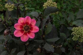 enkelbloemige dahlia zalmkleur, donker blad