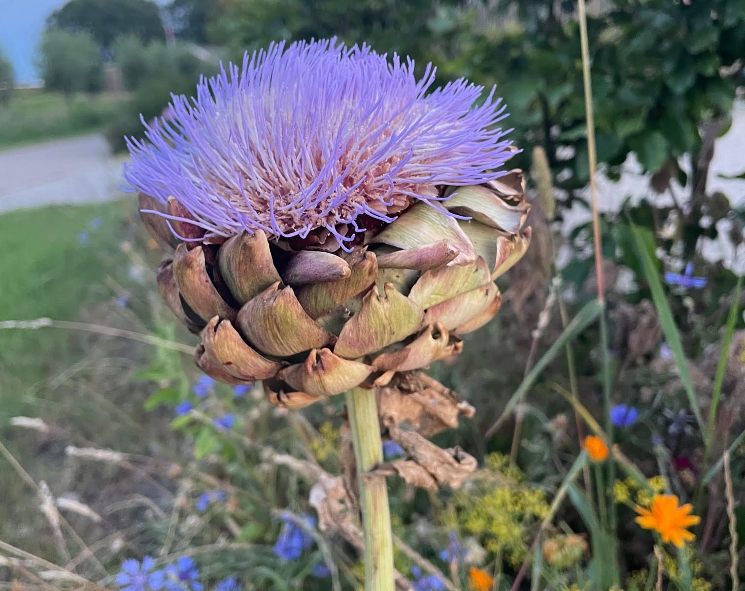 artisjok paars artichoke cynara cardunculus eetbaar eetbare bloem