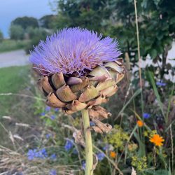 artisjok paars artichoke cynara cardunculus eetbaar eetbare bloem