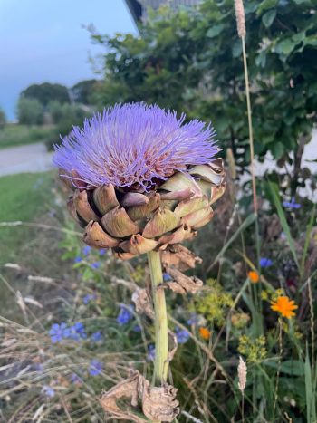 artisjok paars artichoke cynara cardunculus eetbaar eetbare bloem