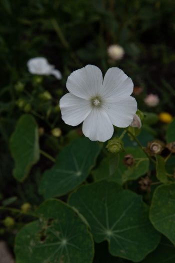 Bekermalva, Grootbloemige Lavatera Mallow, Annual Lavatera Bechermalve Lavatère annuelle