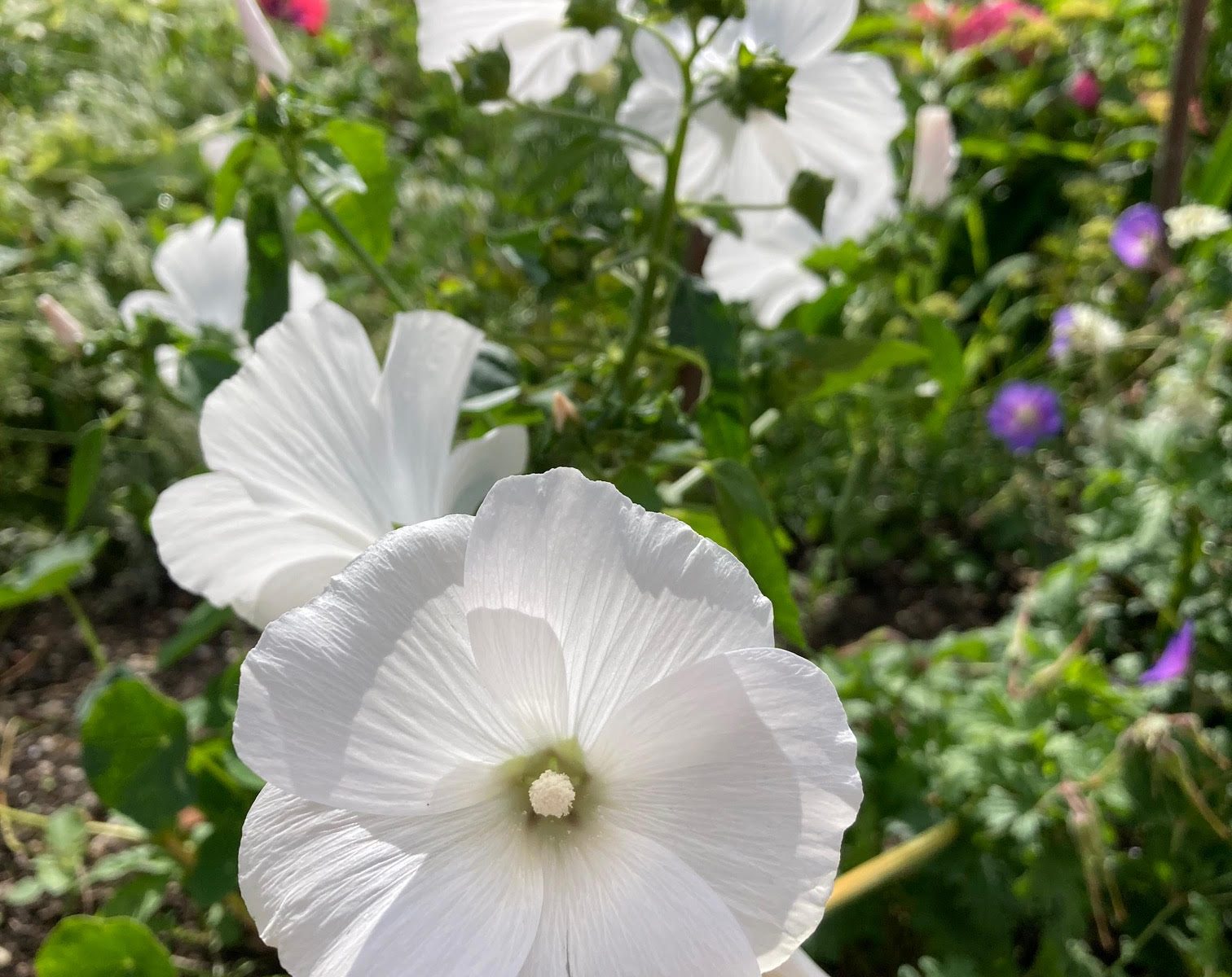 Bekermalva, Grootbloemige Lavatera Mallow, Annual Lavatera Bechermalve Lavatère annuelle