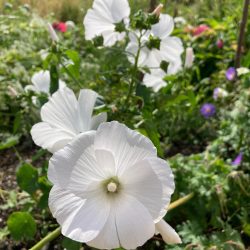 Bekermalva, Grootbloemige Lavatera Mallow, Annual Lavatera Bechermalve Lavatère annuelle