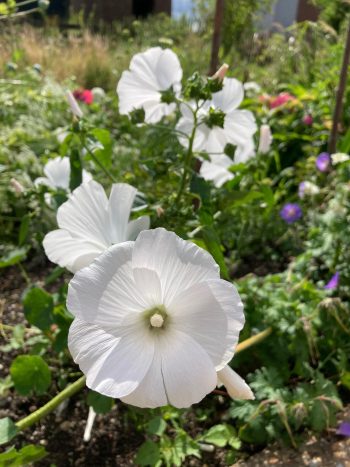 Bekermalva, Grootbloemige Lavatera Mallow, Annual Lavatera Bechermalve Lavatère annuelle