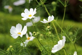 cosmea bipinnatus wit roze mix pluktuin