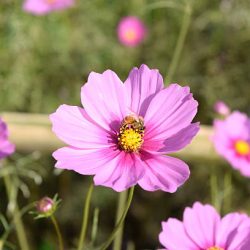 cosmea bipinnatus gevlamd roze mix pluktuin