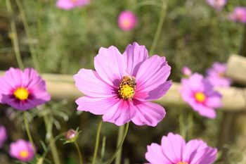 cosmea bipinnatus gevlamd roze mix pluktuin