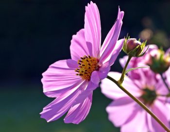 cosmea bipinnatus gevlamd roze mix pluktuin