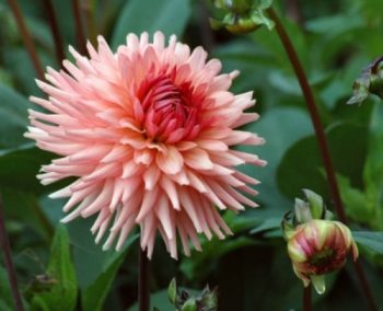 dahlia preference I peach geel cactus roze lichtroze oudroze