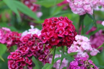 dianthus barbatus roze purper snjbloem droogteresistent