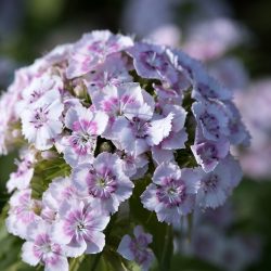 dianthus barbatus roze purper snjbloem droogteresistent