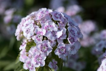 dianthus barbatus roze purper snjbloem droogteresistent