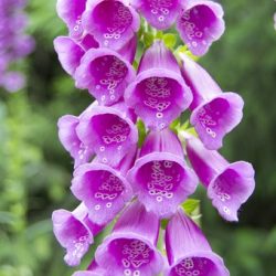 Digitalis purpurea vingerhoedskruid roze wit pastel lila giftig