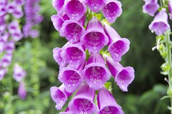 Digitalis purpurea vingerhoedskruid roze wit pastel lila giftig