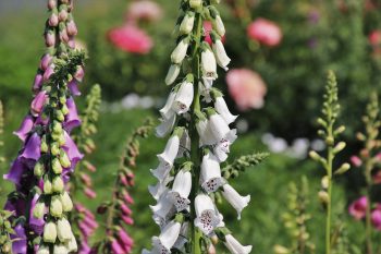 Digitalis purpurea vingerhoedskruid roze wit pastel lila giftig