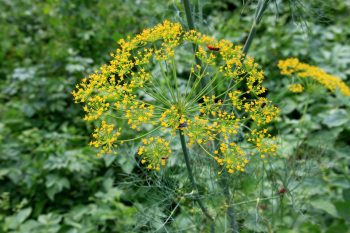 anethum graveolens pluktuin dille schermbloemig