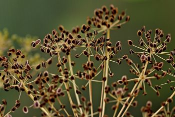 anethum graveolens pluktuin dille schermbloemig