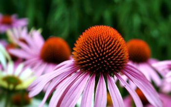 rode zonnehoek echinacea purpurea rudbeckia bloemzaad zaden