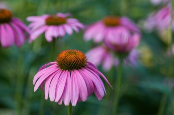 rode zonnehoek echinacea purpurea rudbeckia bloemzaad zaden