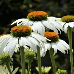 witte zonnehoed echinacea alba rudbeckia bloemzaad zaden