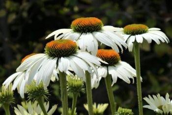 witte zonnehoed echinacea alba rudbeckia bloemzaad zaden