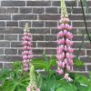 lupinus polyphyllus roze lupine stikstofbinder bodemverbeteraar groenbemester
