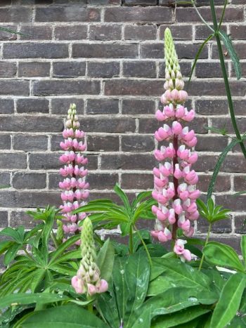 lupinus polyphyllus roze lupine stikstofbinder bodemverbeteraar groenbemester