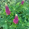 lupinus polyphyllus roze lupine stikstofbinder bodemverbeteraar groenbemester